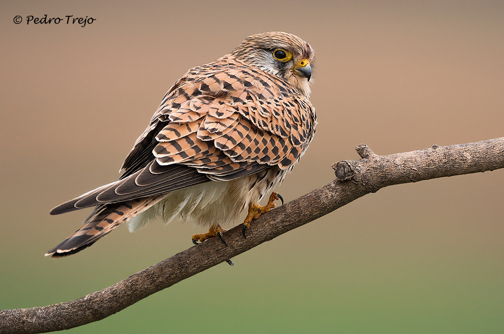 Cernicalo Vulgar (Falco tinnunculus)